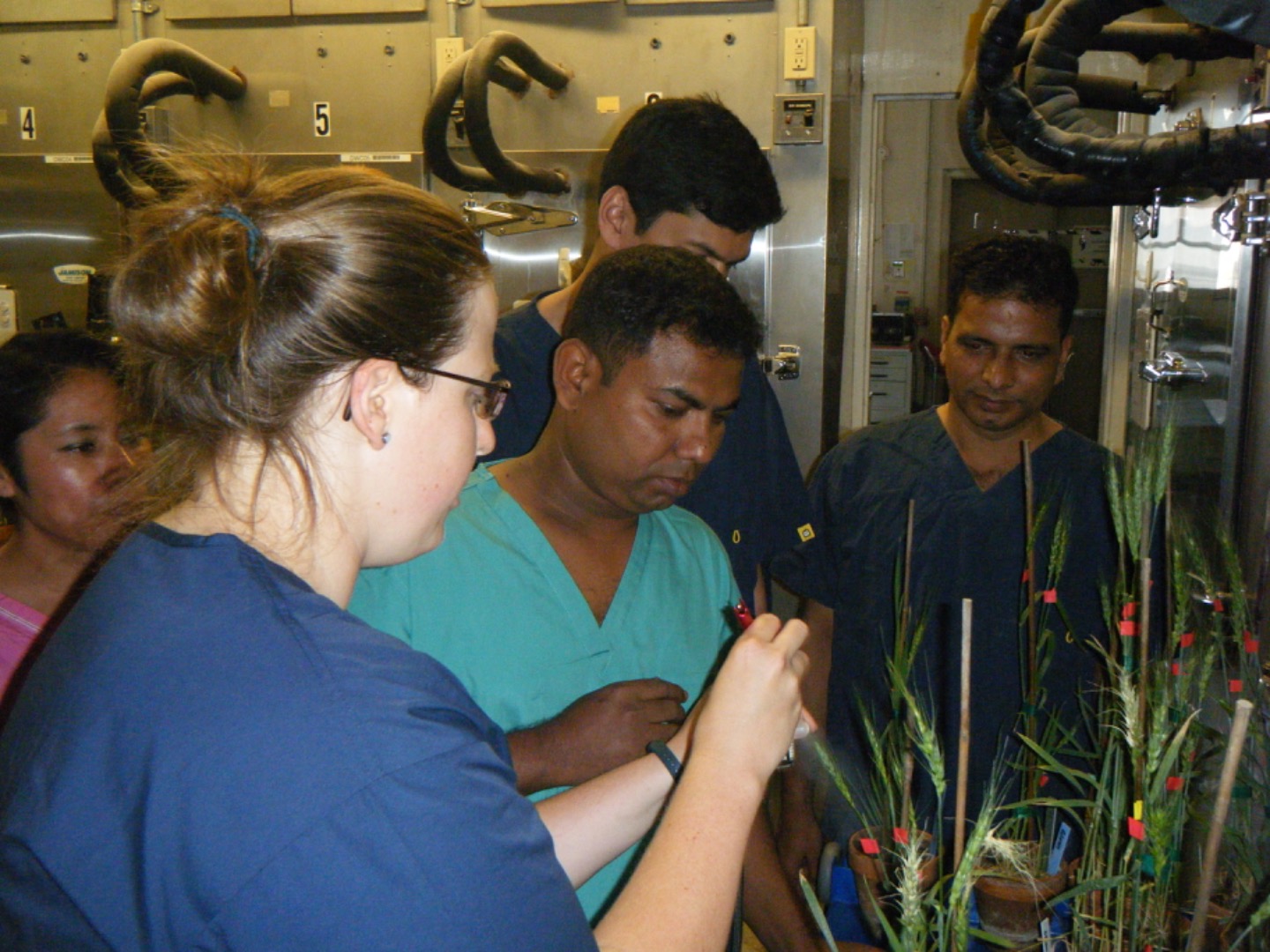 /ARSUserFiles/46547/kelli demonstrating how to inoculate wheat in 374 for visitors 2017.JPG